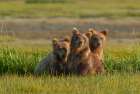Three subadult brown bears, Katmai National Park, Alaska Art Print